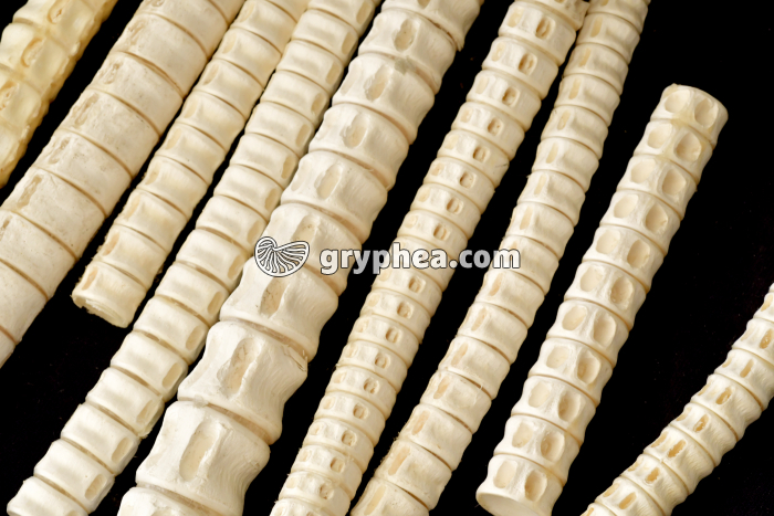 Vertèbres de Requins (Madagascar) - gryphea.com